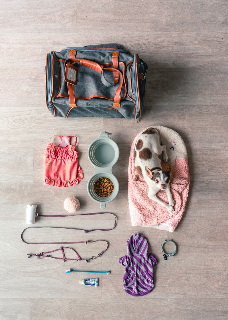 Pet travel bag, toys and accessories arranged together
