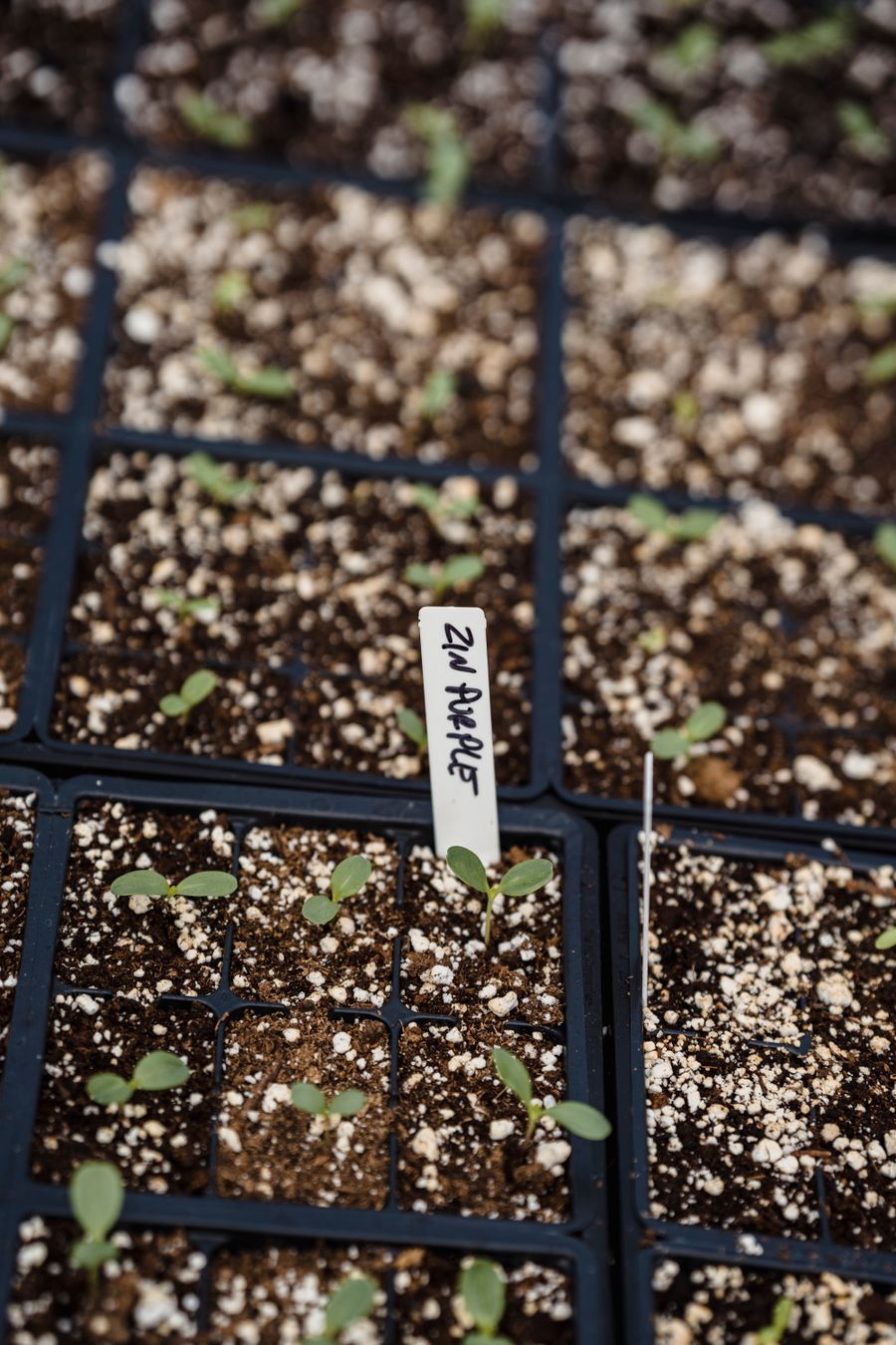 Seedlings growing in divided plastic nursery trays