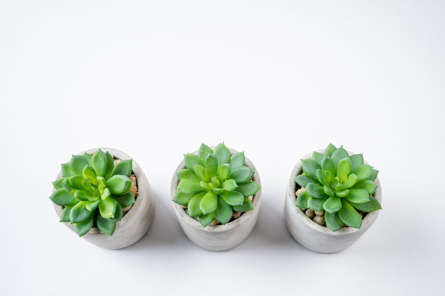 Potted succulents in concrete planters