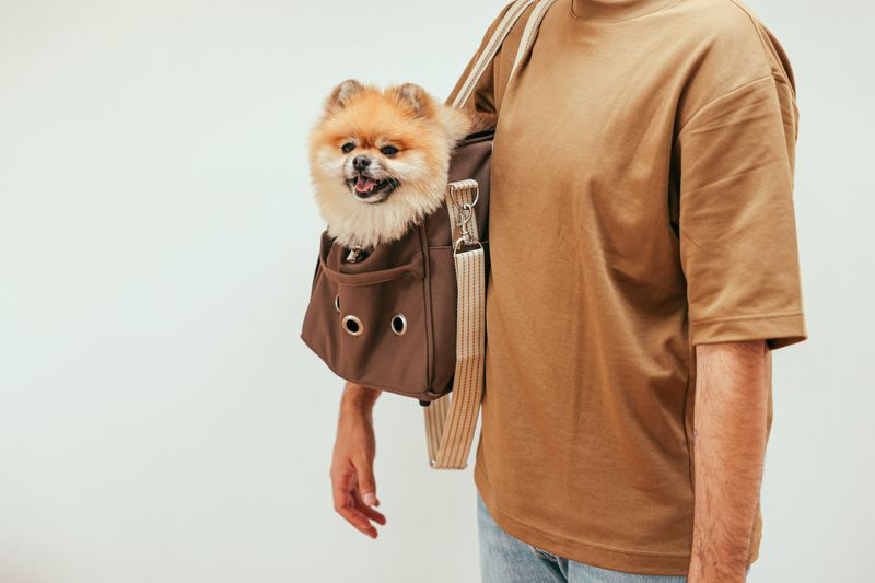 A small dog in a pet carrier bag